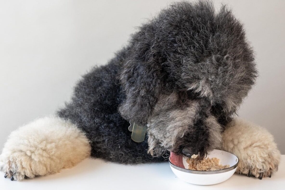 Fluffy dog with black fur and white paws eating from a bowl of My Perfect Pet