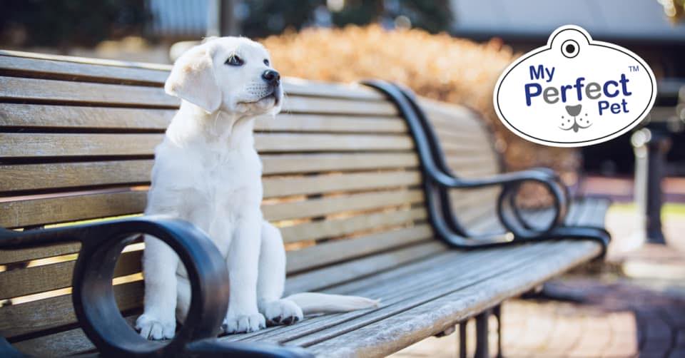 Dog with light fur sitting on a bench, featured with the My Perfect Pet logo