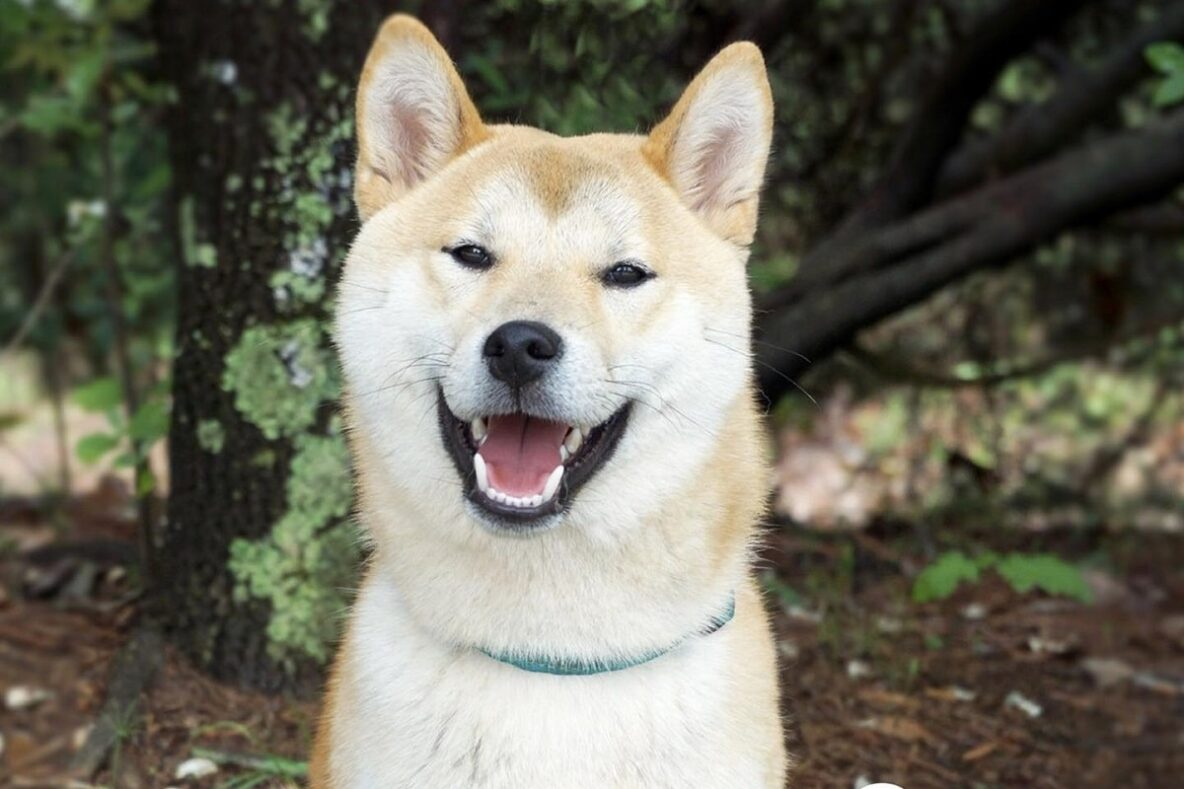 Dog (Akita breed) smiling and showing happy teeth
