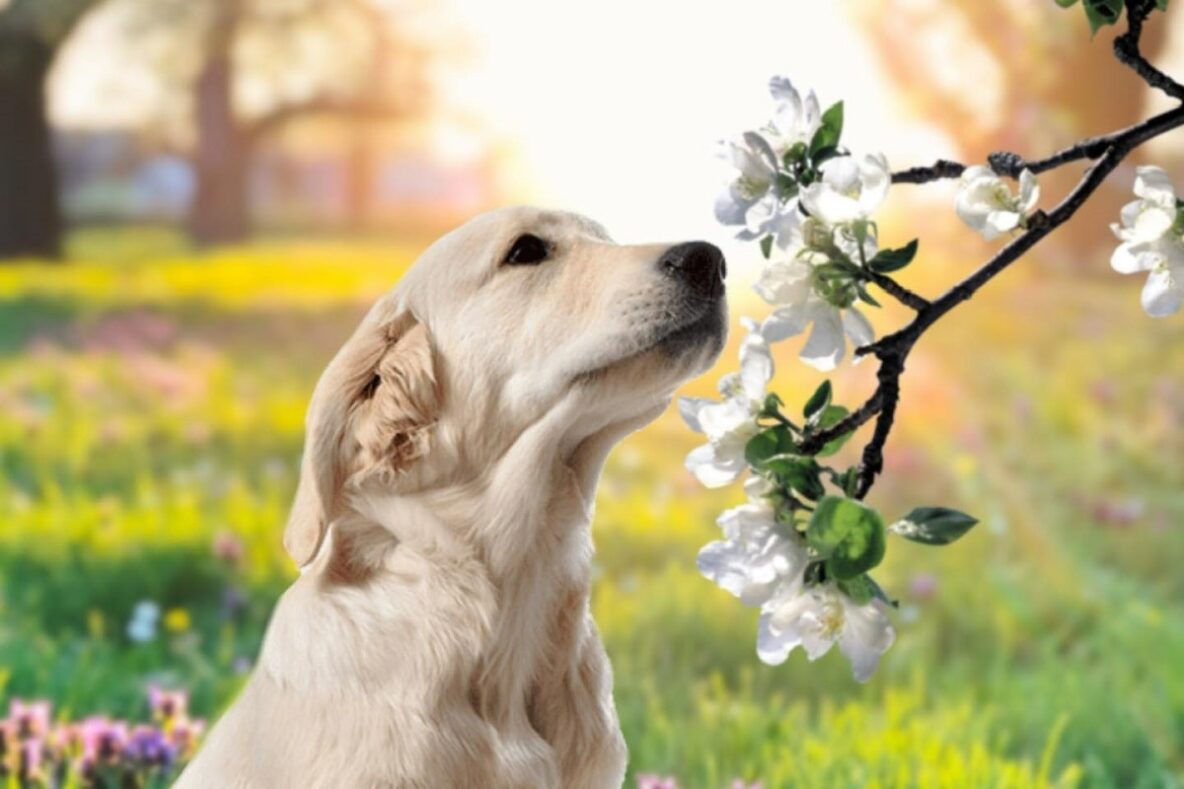 Golden retriever smelling flowers from a tree