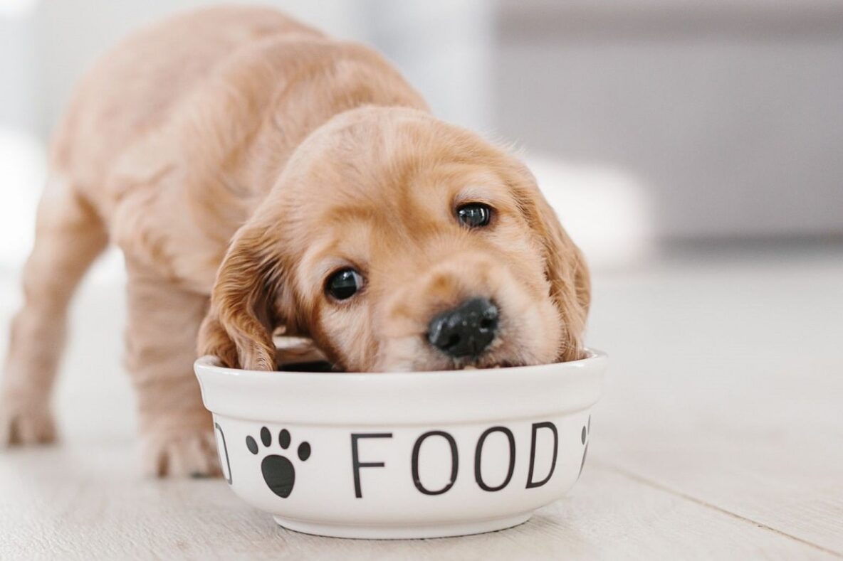Young dog with head in food bowl