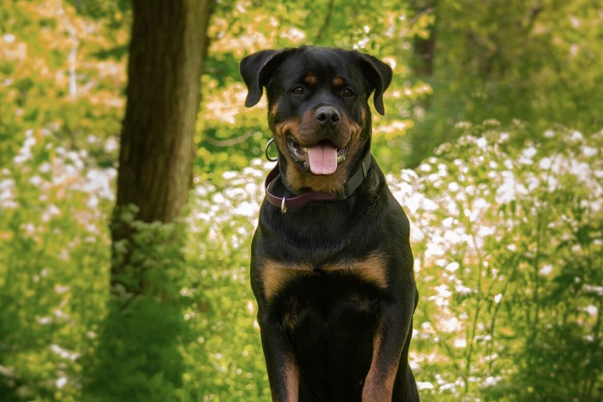 Rottweiler dog, sitting perched on a stump near the tree line