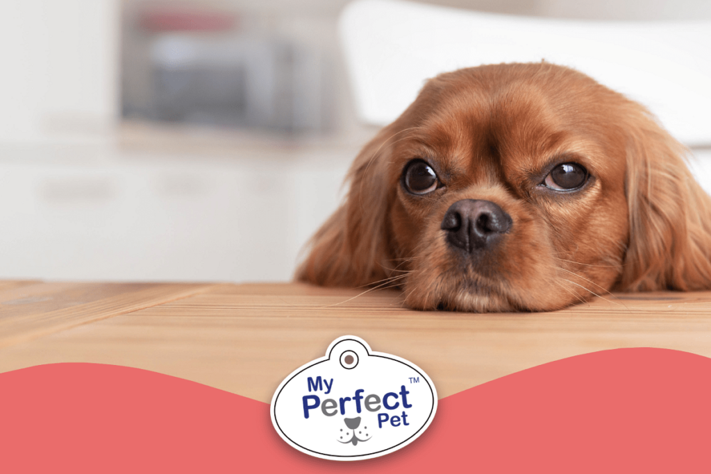 Dog with head on table waiting to eat, featured on My Perfect Pet