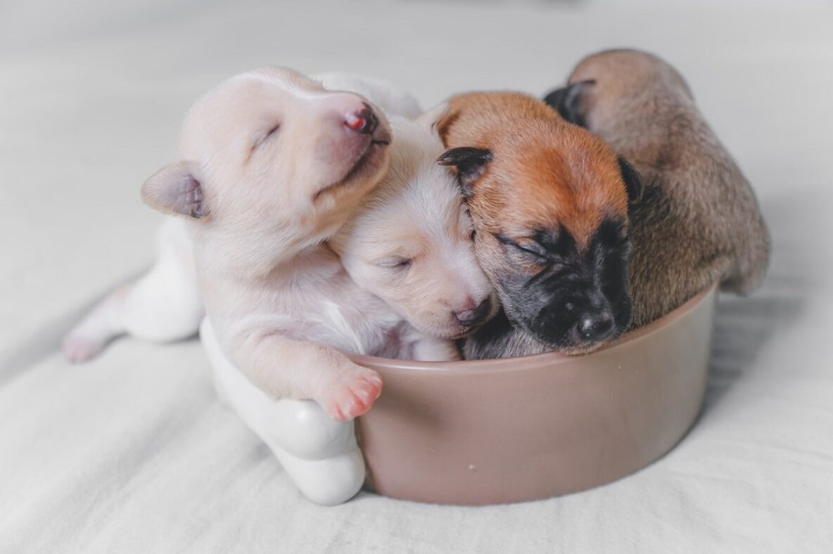 Newborn puppies huddled together