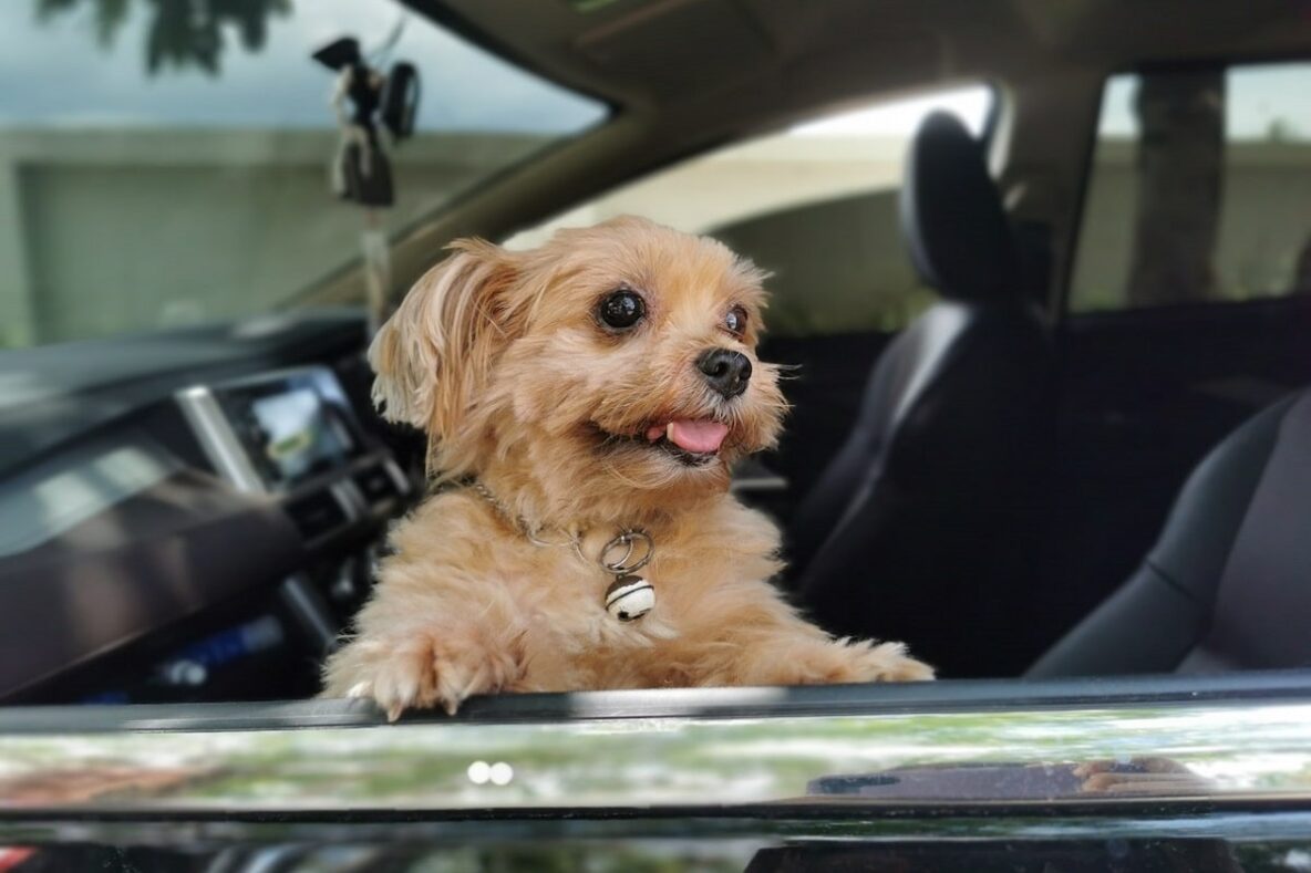 Small light brown dog looking out window of parked car