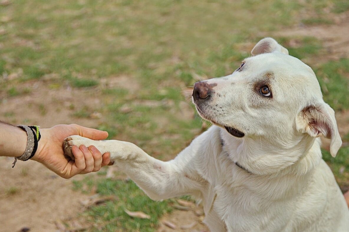 Dog with white fur giving paw on command, featured on My Perfect Pet