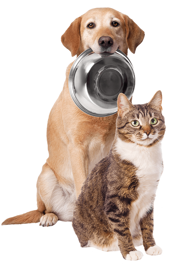Dog with bowl in mouth sitting with cat