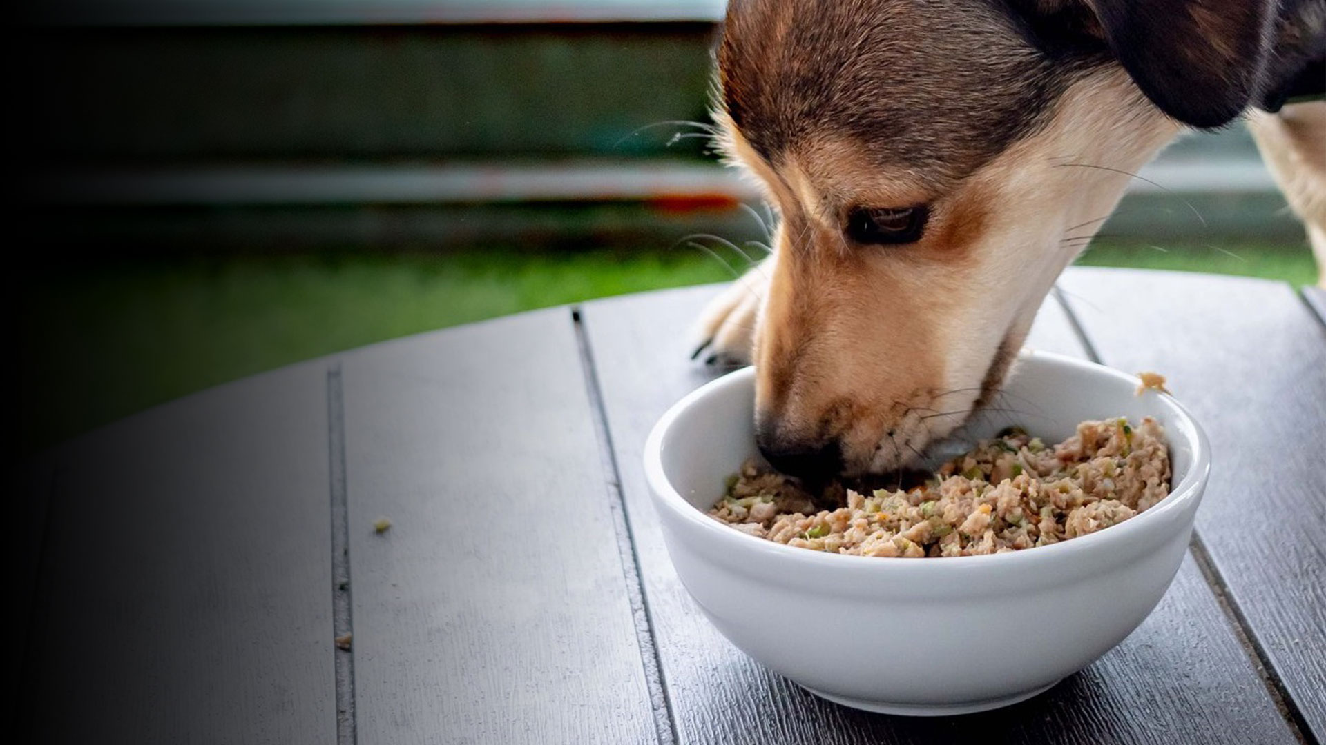 3 Ways to Reduce Your Dog’s Allergy Symptoms with Food Alone - My ...