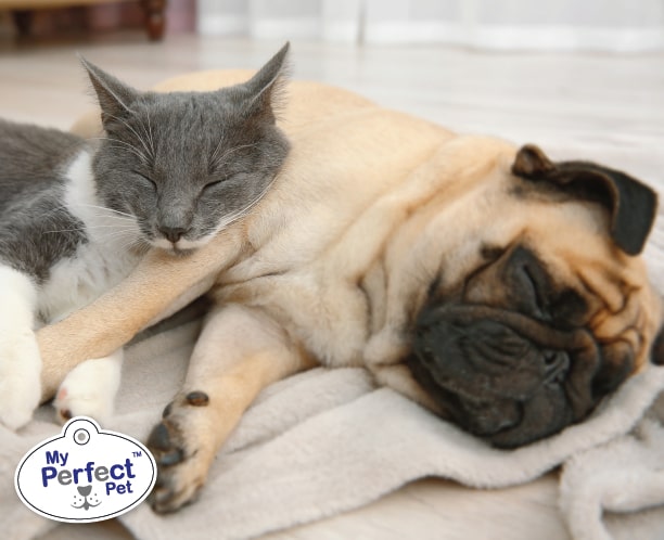 Gray and white cat sleeping on a small light brown dog