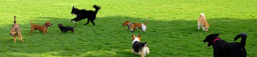 Group of dogs running in a large area of grass