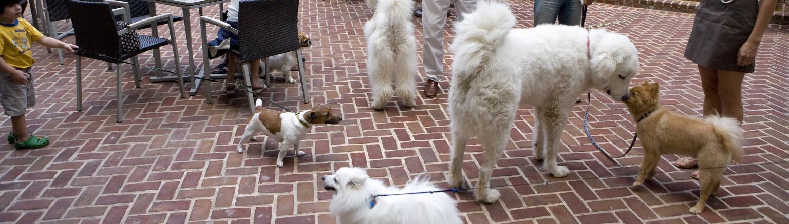 Dogs and pet parents meeting on a dining patio