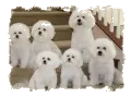 Group of white dogs on the stairs, included with the Tom and Debbie testimonial