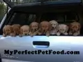 Eight puppies peeking out of a truck