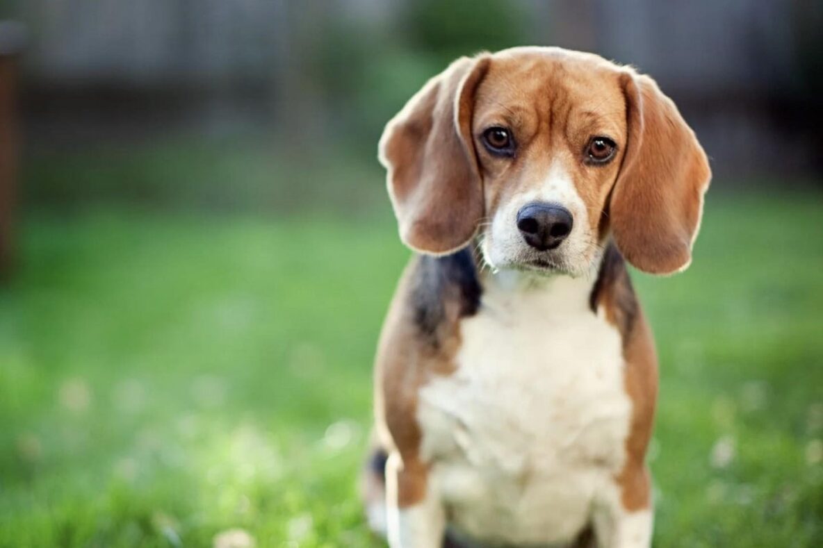 Beagle dog sitting attentively